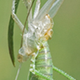 Tettigonia sp.